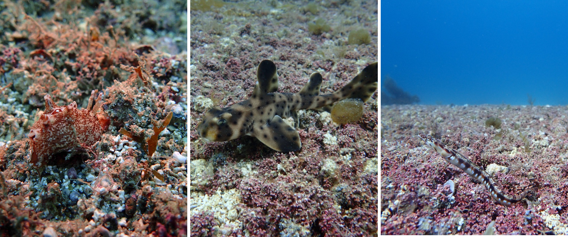 collage-slug-shark-blenny-rhodolith